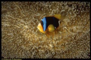 Clownfish & anemone, Tanzania. Ikelite N8008, 60mm Macro ... by François Zylberman 
